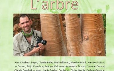 L’arbre